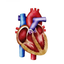 (D-Ribose) - Verbessere Herzfunktion D-Ribose